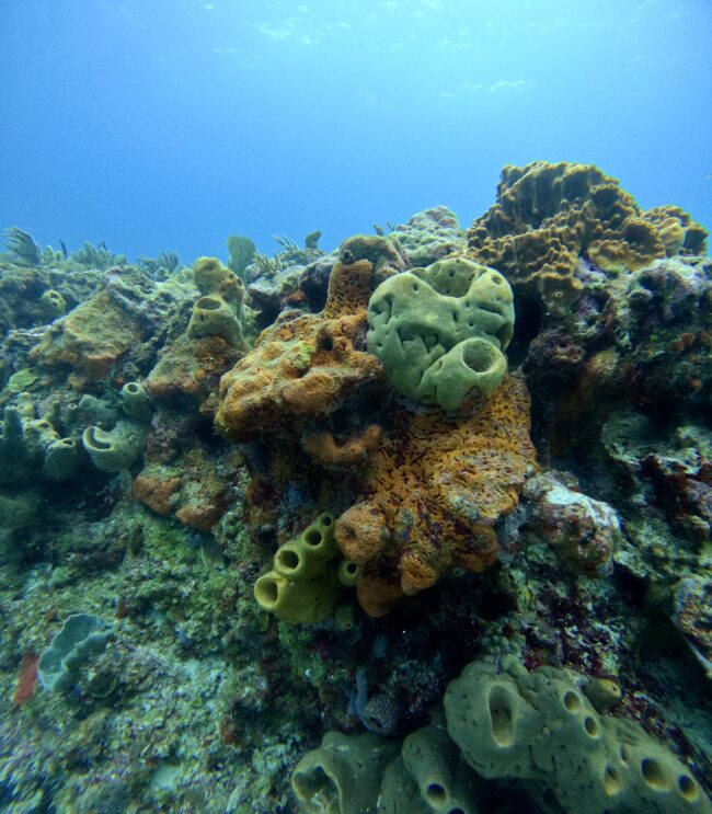 Áreas naturales protegidas de México: Arrecifes de Puerto Morelos y Manglares de Nichupté
