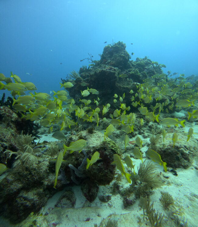 Áreas naturales protegidas de México: Arrecifes de Puerto Morelos y Manglares de Nichupté