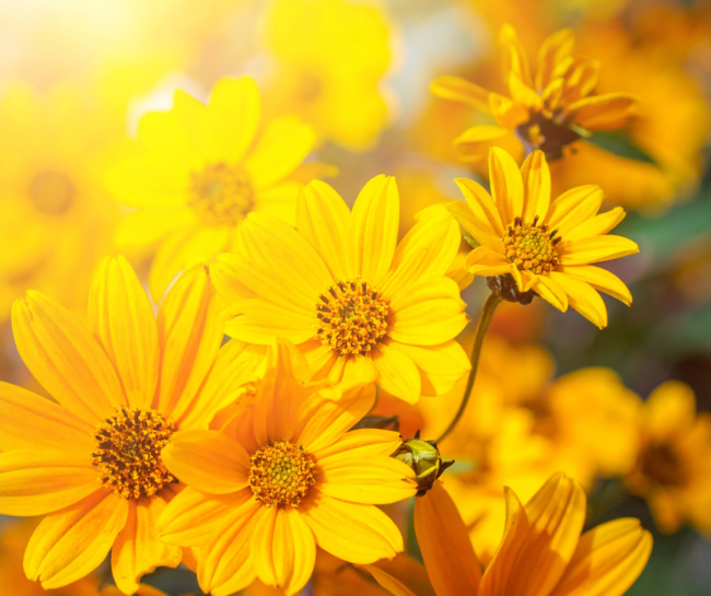 Primavera y deseo juvenil: la ciencia explica diversos estudios científicos que durante la primavera aumentan la luz solar, la energía y el ..