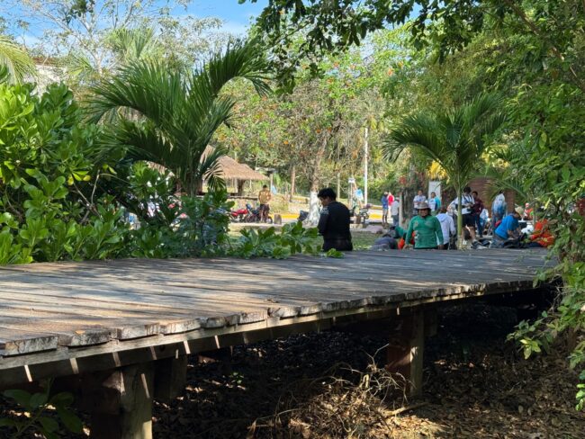 Lechuga de mar en el Parque Ecológico Estatal Laguna de Bacalar: acciones de IBANQROO contra especies invasoras y conservación de ecosistemas