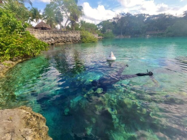 Restauración coralina en la Laguna Chankanaab muestra avances gracias al trabajo de FPMC y CEA con colonias juveniles de coral saludables