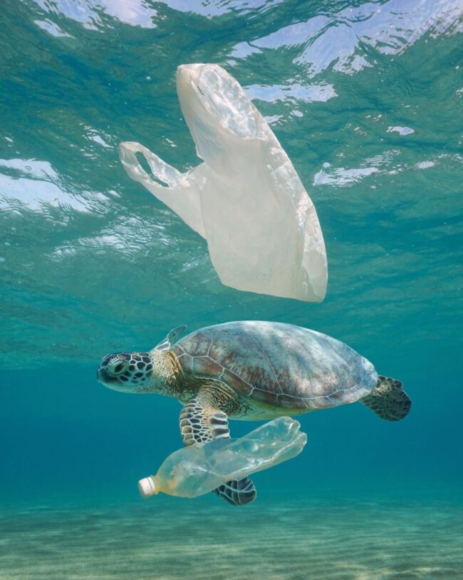 Proteger la Biodiversidad en nuestras playas para cuidar nuestro paraíso