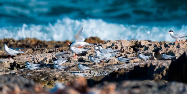 las playas se llenan de vida con charranes