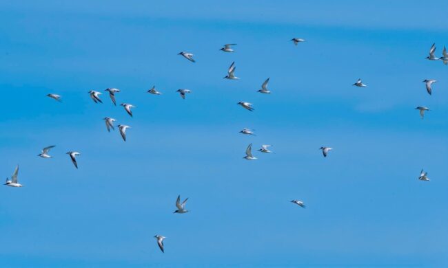 arribo Con la llegada de la primavera
las playas se llenan de vida con charranes