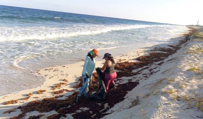 Con el primer nido de tortuga caguama en Punta Sur registrado por la FPMC inicia temporada 2026 en Cozumel y refuerza la conservación marina.