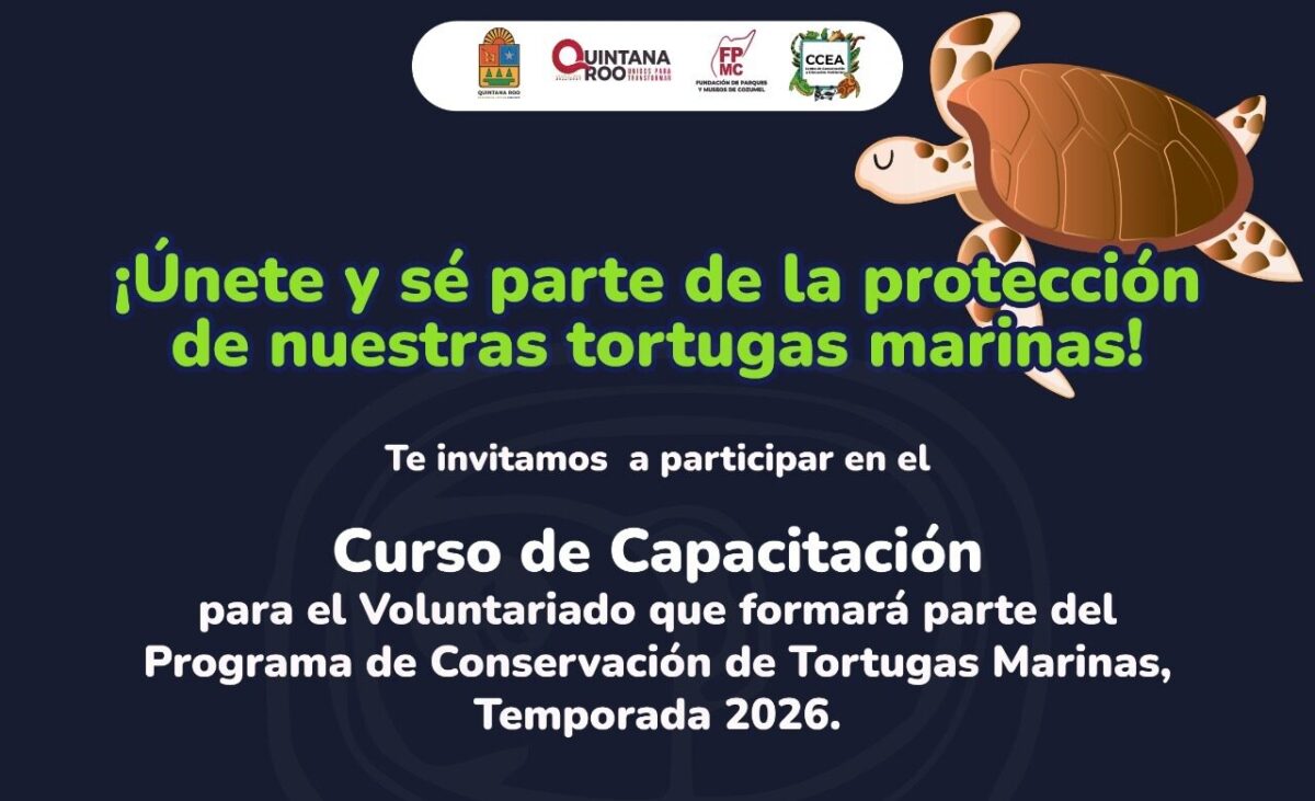 Protección de la tortuga marina: convocan a nuevo voluntariado