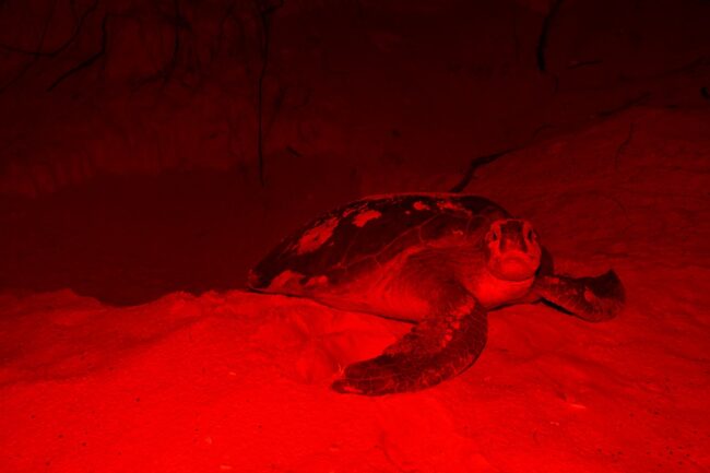 Protección de la tortuga marina con voluntariado FPMC temporada 2026. Únete al curso y protege nidos en Cozumel.