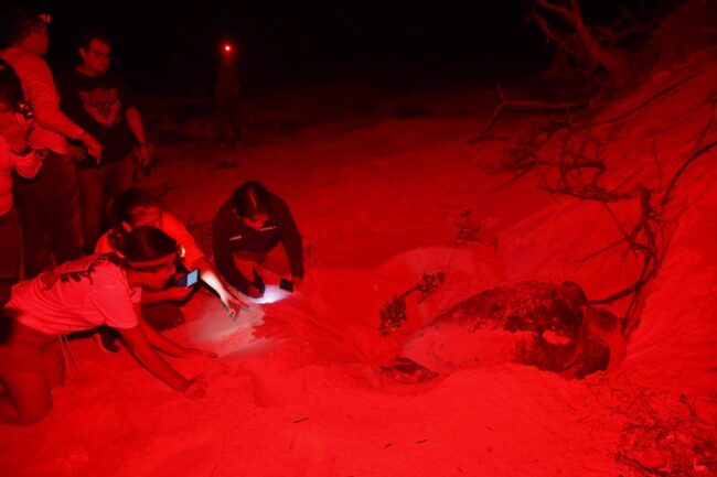 Protección de la tortuga marina en Cozumel durante voluntariado FPMC temporada 2026