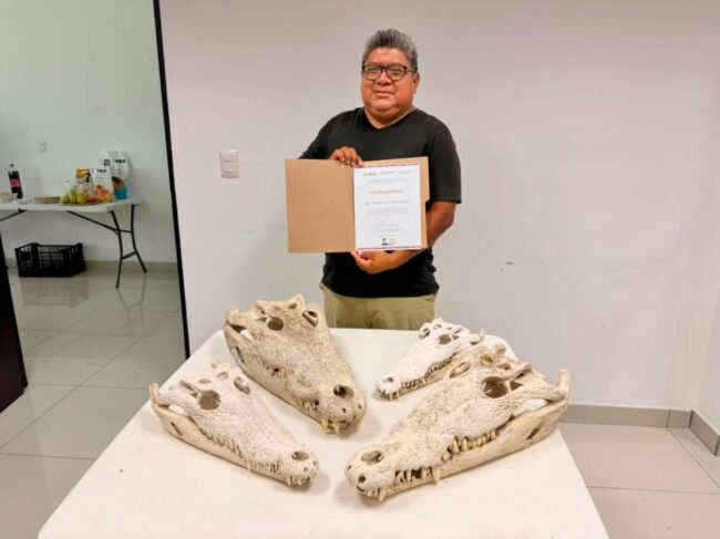 FPMC y CONANP realizaron capacitación técnica sobre cocodrilos en Cozumel para fortalecer la conservación ambiental y científica.