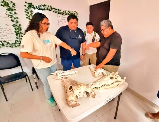 FPMC y CONANP realizaron capacitación técnica sobre cocodrilos en Cozumel para fortalecer la conservación ambiental y científica.