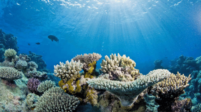 Comunidad digital y civil: una ola ciudadana imparable Mahahual el paraíso Royal Caribbean Group tenía el plan de construir "Perfect Day Mexico", un parque de diversiones acuático